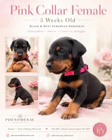 Pink Collar , a female Doberman Pinscher for sale in Los Angeles, CA – 4 of 9
