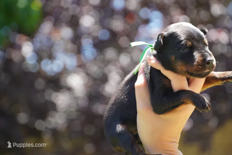 Green Collar  – Doberman Pinscher puppy for sale in Los Angeles, CA