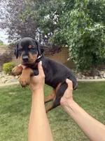 Brown Collar , a female Doberman Pinscher for sale in Los Angeles, CA – 2 of 5