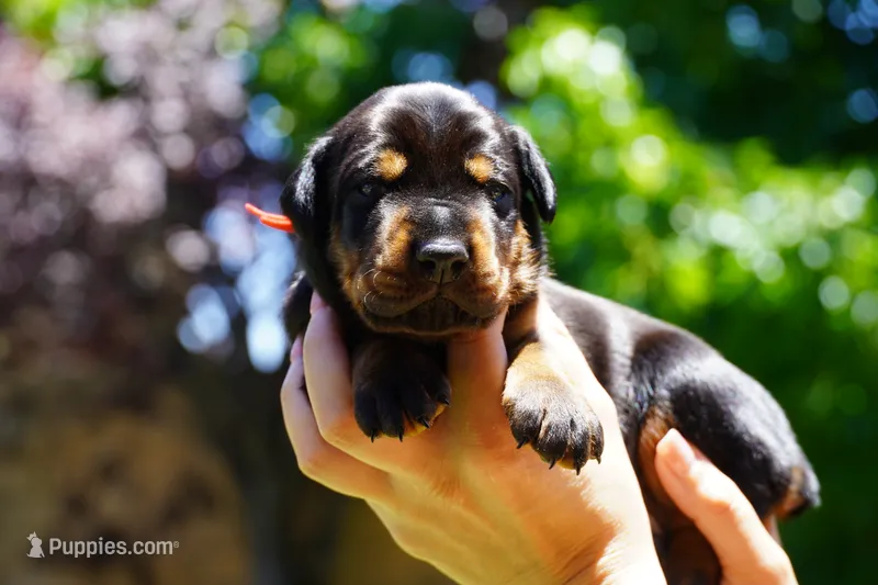 Red Collar  – Doberman Pinscher puppy for sale in Los Angeles, CA