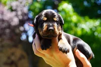 Red Collar , a male Doberman Pinscher for sale in Los Angeles, CA – 1 of 6