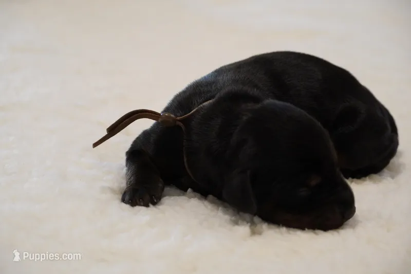 Brown Collar  – Doberman Pinscher puppy for sale in Los Angeles, CA