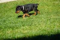 Brown Collar , a female Doberman Pinscher for sale in Los Angeles, CA – 3 of 9