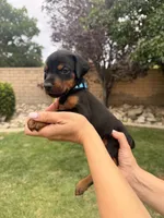 LIght Blue Collar, a female Doberman Pinscher for sale in Los Angeles, CA – 6 of 10