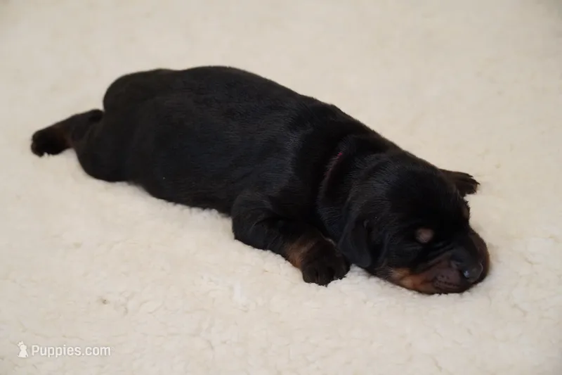Black Collar  – Doberman Pinscher puppy for sale in Los Angeles, CA