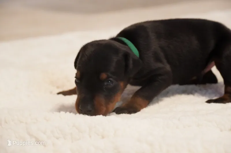 Green Collar  – Doberman Pinscher puppy for sale in Los Angeles, CA