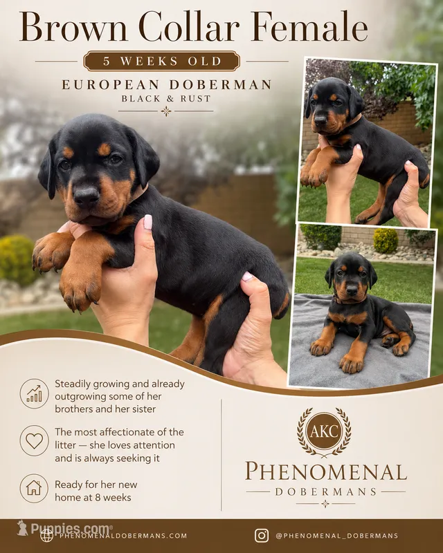 Brown Collar  – Doberman Pinscher puppy for sale in Los Angeles, CA