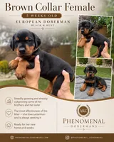 Brown Collar , a female Doberman Pinscher for sale in Los Angeles, CA – 1 of 5