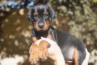 Yellow Collar , a female Doberman Pinscher for sale in Los Angeles, CA – 2 of 10