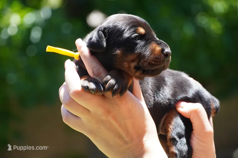 Yellow Collar  – Doberman Pinscher puppy for sale in Los Angeles, CA