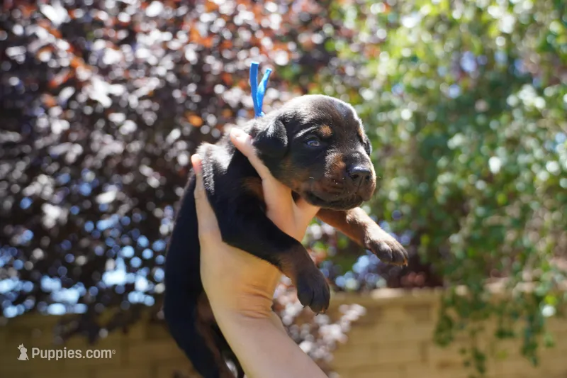 Blue Collar  – Doberman Pinscher puppy on hold in Los Angeles, CA