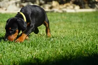 Yellow Collar , a female Doberman Pinscher for sale in Los Angeles, CA – 4 of 10