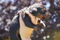 LIght Blue Collar, a female Doberman Pinscher for sale in Los Angeles, CA – 9 of 10