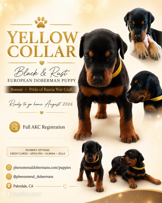 Yellow Collar  – Doberman Pinscher puppy for sale in Los Angeles, CA