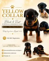 Yellow Collar , a female Doberman Pinscher for sale in Los Angeles, CA – 6 of 10