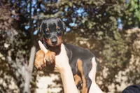 Pink Collar , a female Doberman Pinscher for sale in Los Angeles, CA – 3 of 9