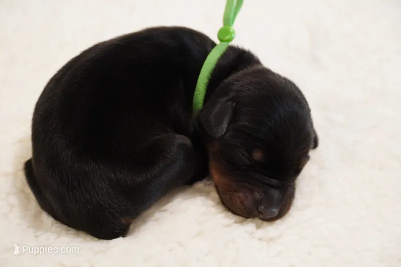 Green Collar  – Doberman Pinscher puppy for sale in Los Angeles, CA