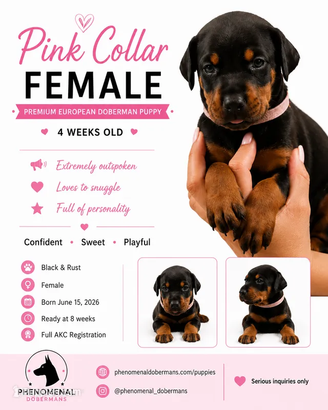 Pink Collar  – Doberman Pinscher puppy for sale in Los Angeles, CA