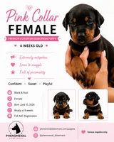 Pink Collar , a female Doberman Pinscher for sale in Los Angeles, CA – 5 of 9