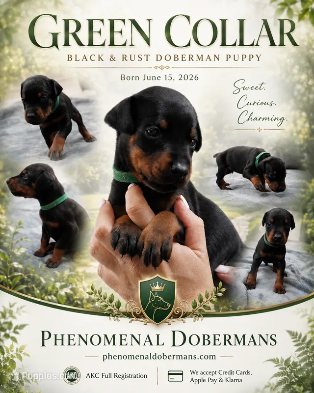 Green Collar  – Doberman Pinscher puppy for sale in Los Angeles, CA