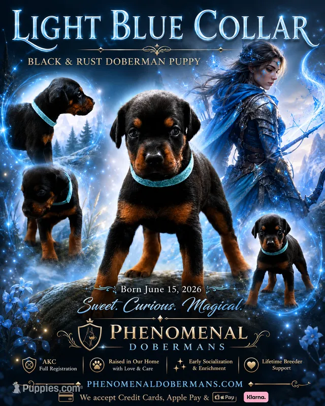 LIght Blue Collar – Doberman Pinscher puppy for sale in Los Angeles, CA