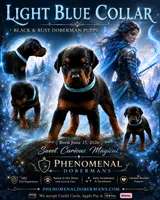 LIght Blue Collar, a female Doberman Pinscher for sale in Los Angeles, CA – 5 of 10