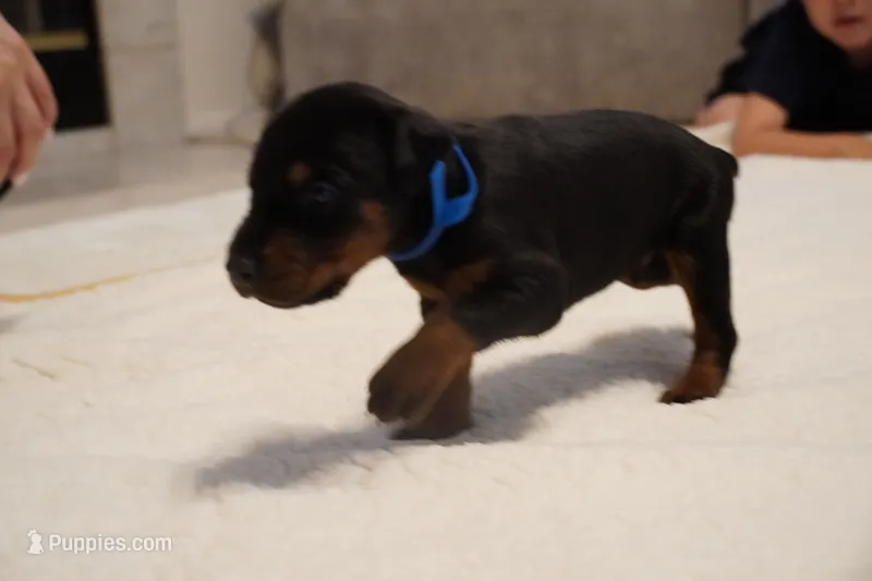 Blue Collar  – Doberman Pinscher puppy for sale in Los Angeles, CA