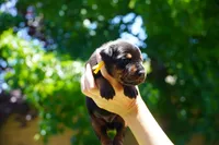 Yellow Collar , a female Doberman Pinscher for sale in Los Angeles, CA – 9 of 10