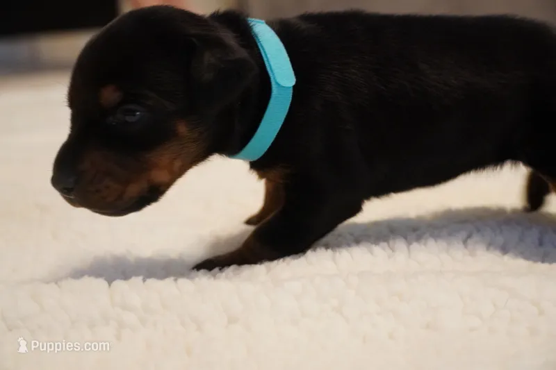 LIght Blue Collar – Doberman Pinscher puppy for sale in Los Angeles, CA