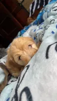 Butterscotch , a male Doxiepoo for sale in Canton, OH – 2 of 5