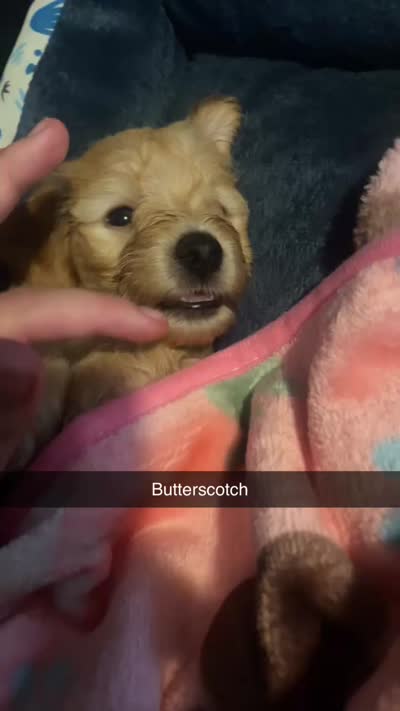 Butterscotch , a male Doxiepoo for sale in Canton, OH – 5 of 5