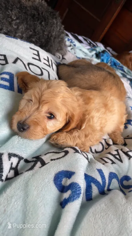 Butterscotch  – Doxiepoo puppy for sale in Canton, OH