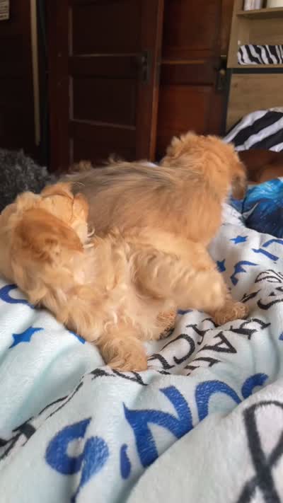 Butterscotch , a male Doxiepoo for sale in Canton, OH – 3 of 5