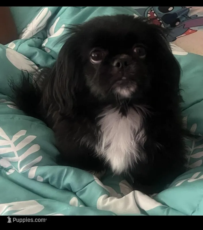 Oreo – Pekingese puppy for sale in Douglasville, GA