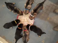Orange female , a female German Shepherd Dog for sale in Ayden, NC – 4 of 4