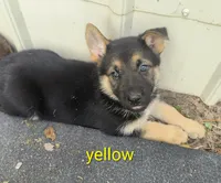 Yellow female , a female German Shepherd Dog for sale in Ayden, NC – 4 of 7