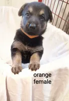 Orange female , a female German Shepherd Dog for sale in Ayden, NC – 3 of 4
