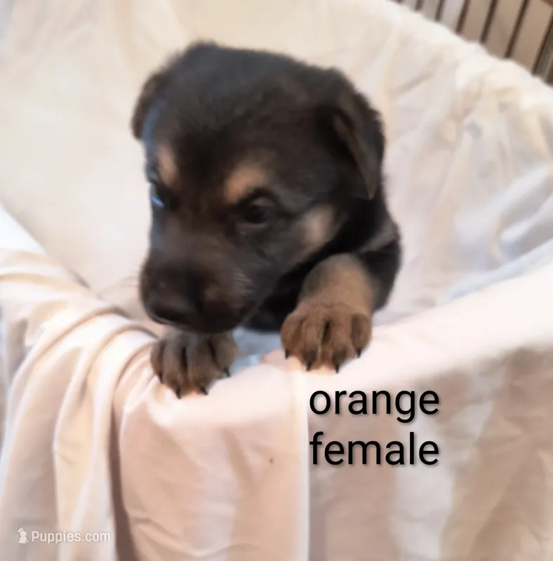 Orange female  – German Shepherd Dog puppy for sale in Ayden, NC