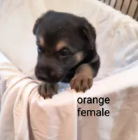 Orange female , a female German Shepherd Dog for sale in Ayden, NC – 1 of 4