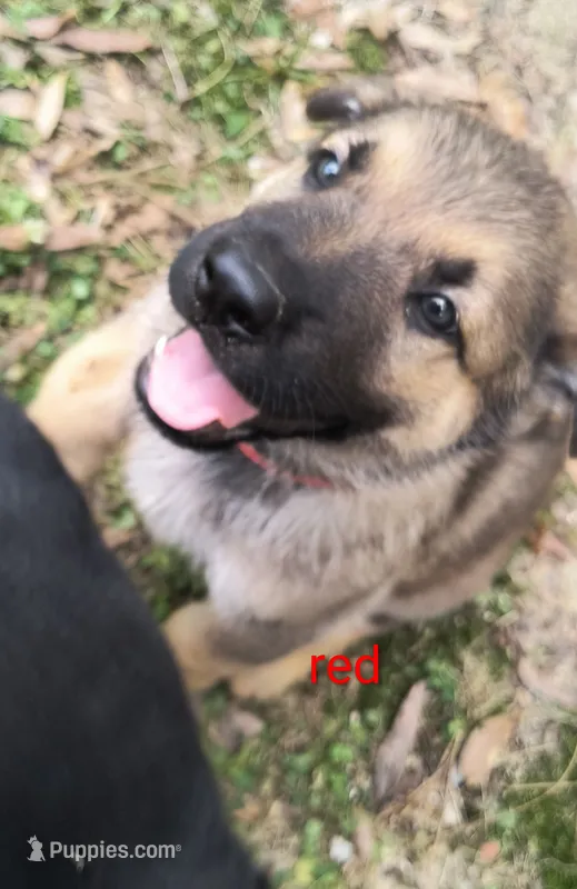 Red male  – German Shepherd Dog puppy for sale in Ayden, NC