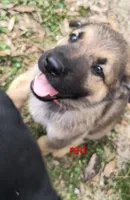 Red male sold, a male German Shepherd Dog for sale in Ayden, NC – 1 of 5