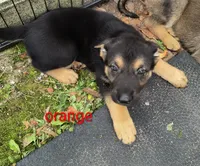 Orange female , a female German Shepherd Dog for sale in Ayden, NC – 3 of 7