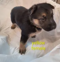 Yellow female , a female German Shepherd Dog for sale in Ayden, NC – 2 of 3