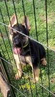 Yellow female , a female German Shepherd Dog for sale in Ayden, NC – 1 of 7