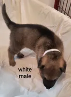 White male , a male German Shepherd Dog for sale in Ayden, NC – 2 of 3