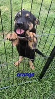 Orange female , a female German Shepherd Dog for sale in Ayden, NC – 2 of 7