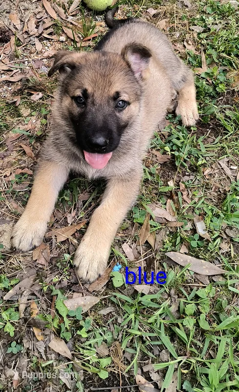 Blue male  – German Shepherd Dog puppy for sale in Ayden, NC
