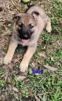 Blue male sold, a male German Shepherd Dog for sale in Ayden, NC – 1 of 5