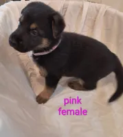 Pink female , a male German Shepherd Dog for sale in Ayden, NC – 2 of 3