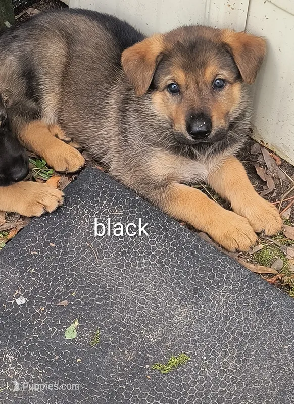 Black female  – German Shepherd Dog puppy for sale in Ayden, NC